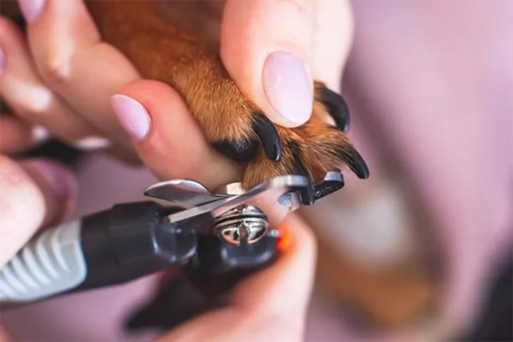 5 best nail clippers dogs