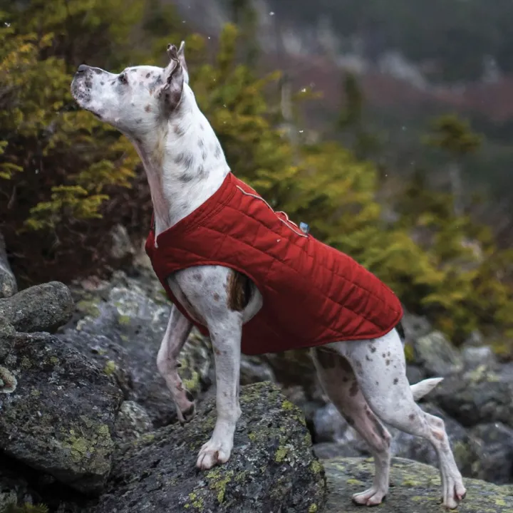 5 best dog coats cold weather