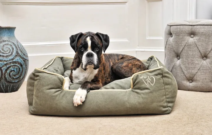 5 best elevated dog beds
