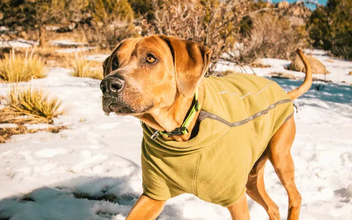 5 best dog coats cold weather