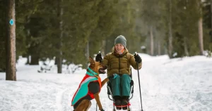 5 best dog coats cold weather
