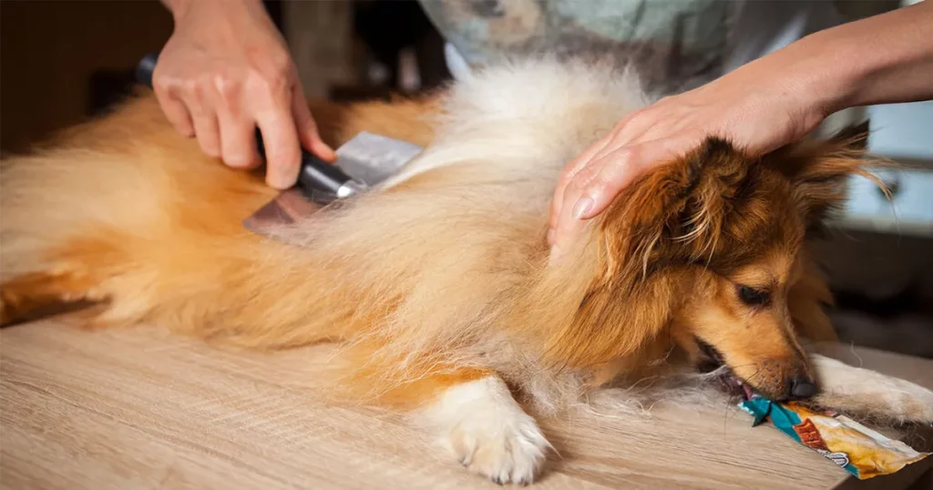 5 best dog deshedding brushes