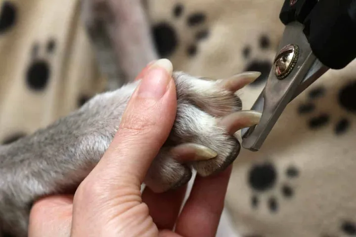 5 best nail clippers dogs