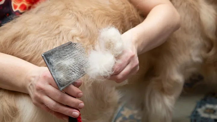 dog+deshedding+tools