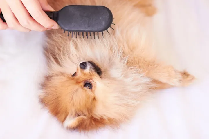 5 best dog hair blowers
