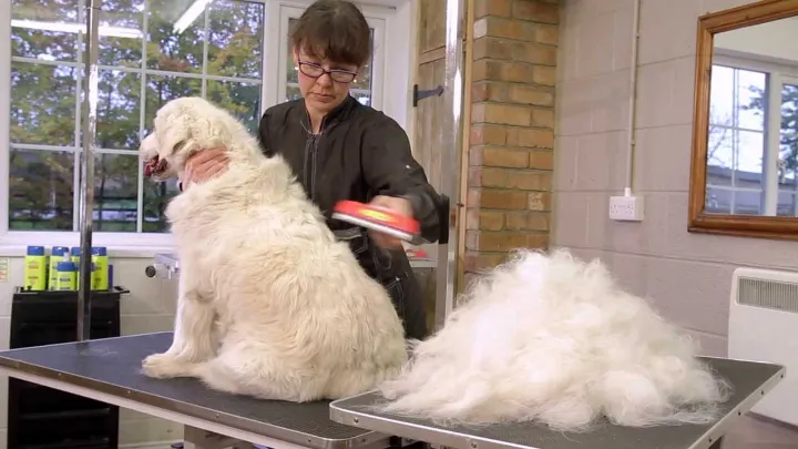5 best dog deshedding brushes