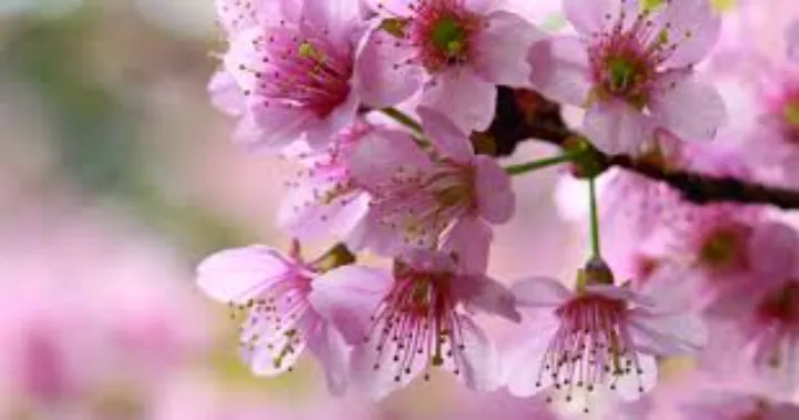 In My Teacup: Tasting And Reacting To The Finest Cherry Blossom Tea 10 Cherry Blossom Tea